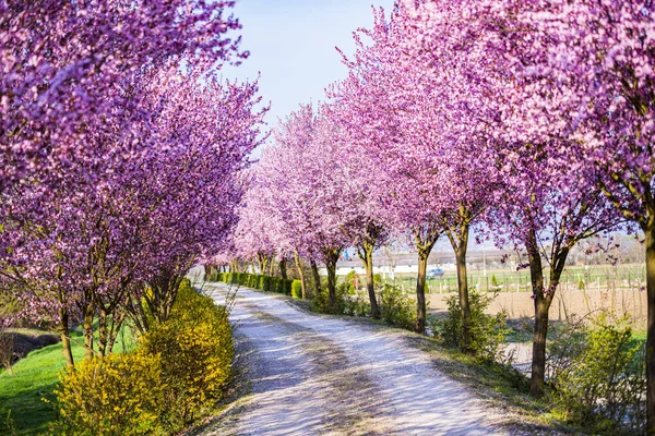 İlkbaharda çiçek açan sakura ağaçları ile Bahçe