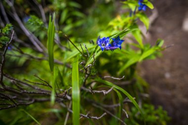 Bulanık yeşil arka planda çiçeklerin kapatılması