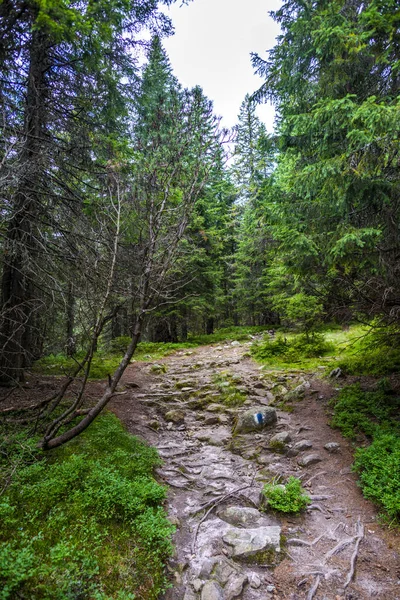 Paysage Forêt Verte Avec Grands Arbres Géants — Photo