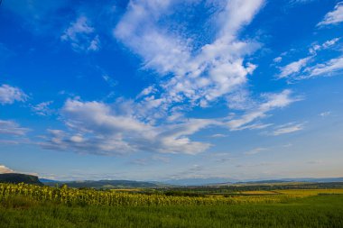 Parlak sarı ayçiçeği tarlası