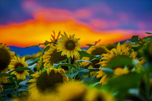 Champ Tournesols Fleurs Jaune Vif — Photo