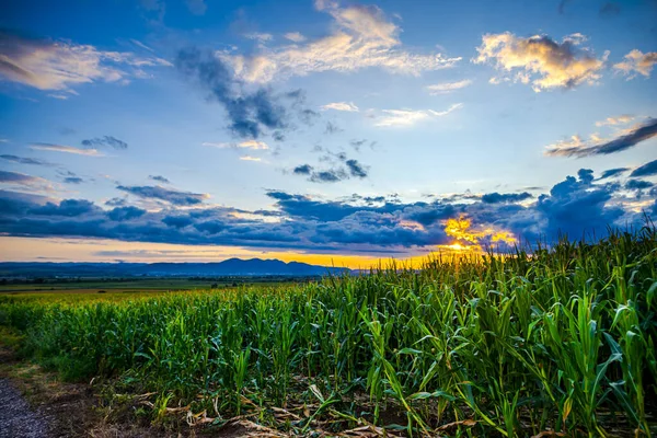 Verão Fundo Campo Verde — Fotografia de Stock