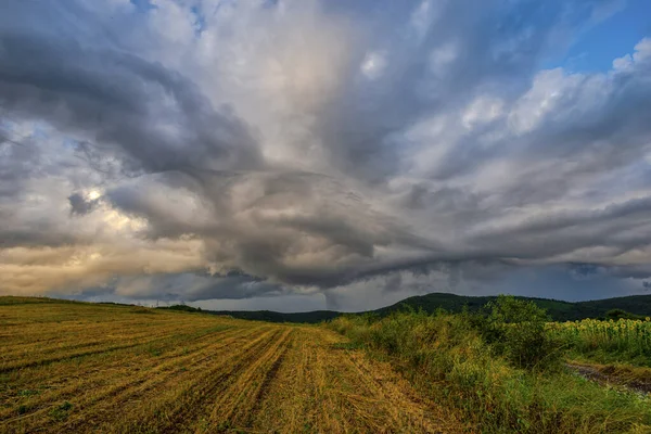 Parlak Sarı Ayçiçeği Tarlası — Stok fotoğraf