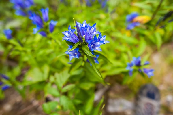 Pequenas Flores Florescendo Floresta Verde — Fotografia de Stock