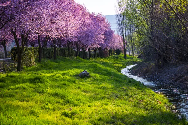 İlkbaharda çiçek açan sakura ağaçları ile Bahçe