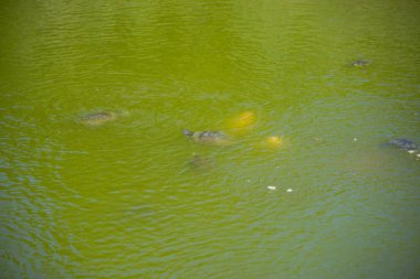 Yeşil nehir suyu manzarası, doğal arka plan..