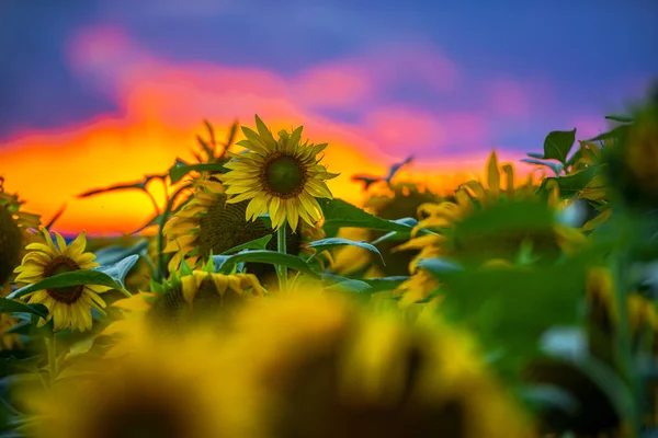 Champ Tournesols Fleurs Jaune Vif — Photo