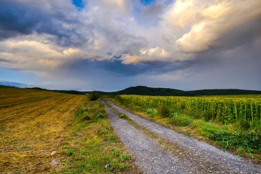 Parlak sarı ayçiçeği tarlası