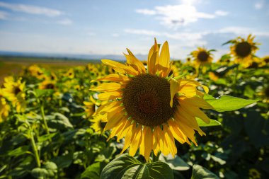 Parlak sarı ayçiçeği tarlası