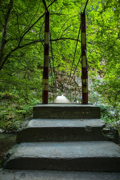 Pont Suspendu Travers Rivière Dans Forêt — Photo