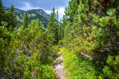 Yeşil ormanın doğal manzarası