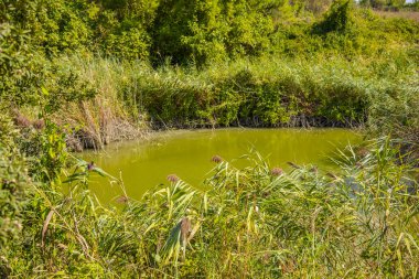 Green swamp in forest