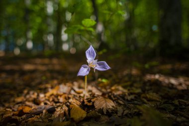 Bulanık ormanda mor çiçek