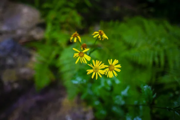 Piccoli Fiori Fiore Nella Foresta Verde — Foto Stock