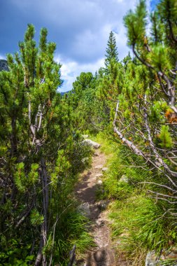 Yeşil yaz ormanı, doğal manzara..