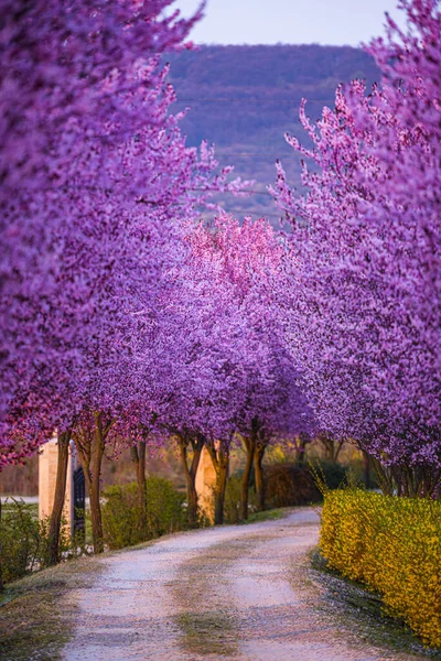 İlkbaharda çiçek açan sakura ağaçları ile Bahçe