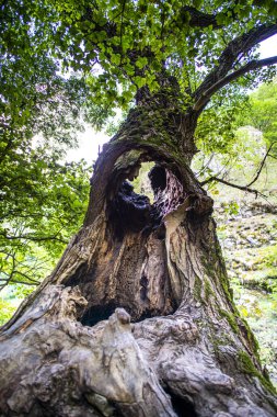 Alt manzara. Büyük geniş yeşil ağaç.