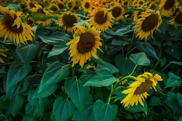 Field Bright Yellow Blooming Sunflowers — Stock Photo, Image