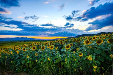 Parlak sarı ayçiçeği tarlası