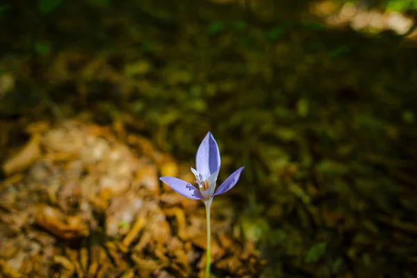 Flor Violeta Floresta Embaçada — Fotografia de Stock