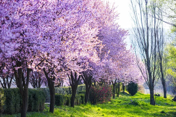 İlkbaharda çiçek açan sakura ağaçları ile Bahçe