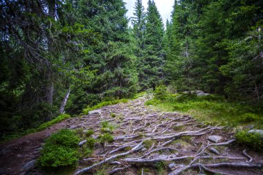 İlkbahar yeşil ormanı uzun ağaçlarla
