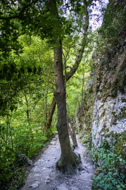 İlkbahar yeşil ormanı uzun ağaçlarla