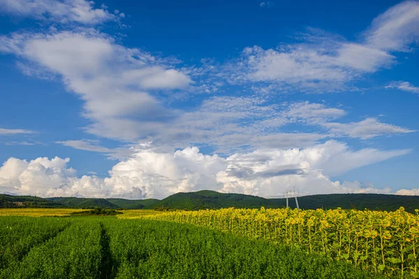 Campo Girasoles Florecientes Amarillos Brillantes — Foto de Stock