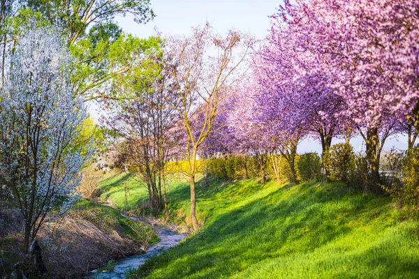 春に咲く桜の木のある庭園 — ストック写真