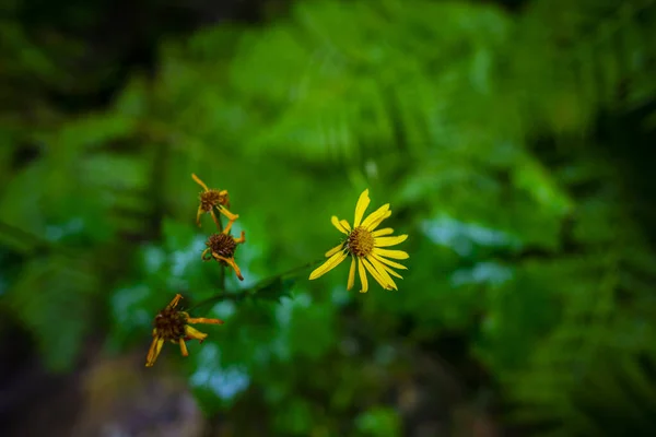 Gelbe Blumen Auf Grünem Hintergrund — Stockfoto