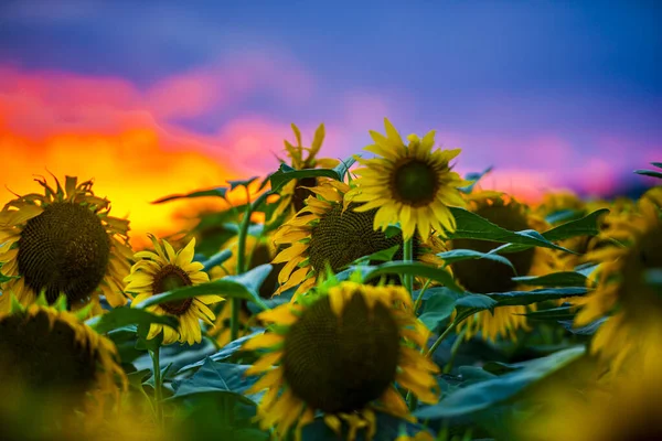 Fält Ljusa Gula Blommande Solrosor — Stockfoto