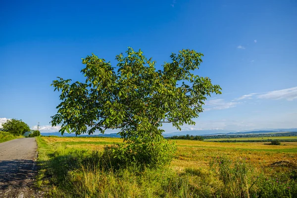 Krajina Podzimního Pole Přírodní Zázemí — Stock fotografie