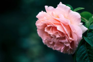 Yeşil arka planda parlak pembe bir gülün yakın çekimi