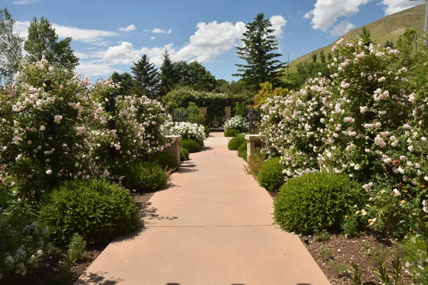 Lush rose garden — Stock Photo, Image