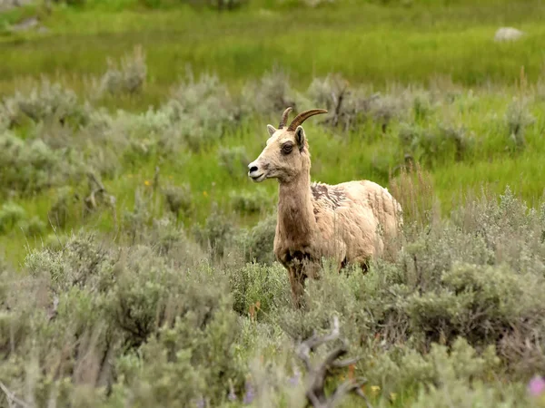 Bighorn koyun - ewe - doğal ortamda — Stok fotoğraf