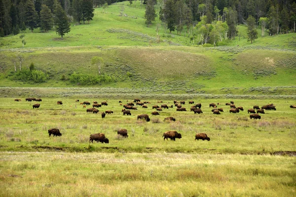 Buffalo roaming in de Prairie — Stockfoto