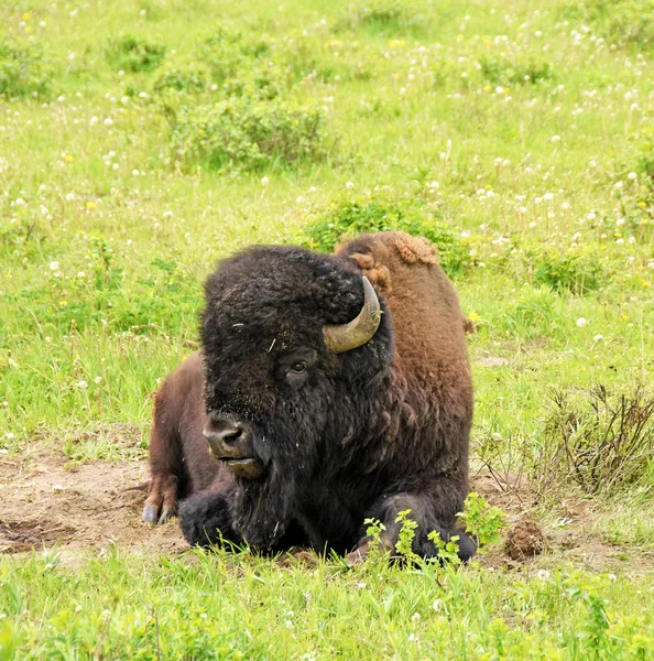 Bison resting — Stock Photo, Image
