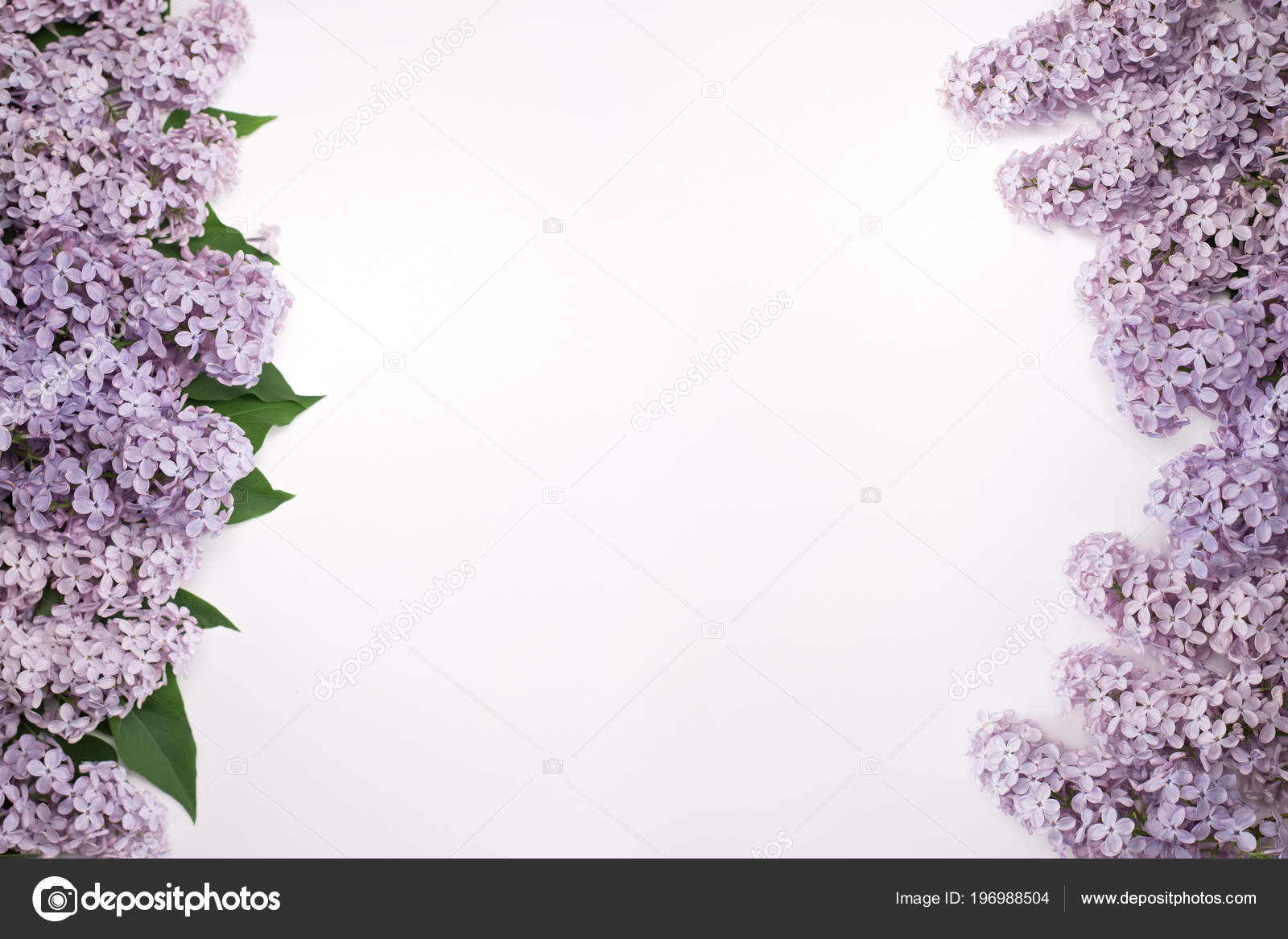 Beautiful Lilac Flowers Both Sides Screen One Side Flowers Leaves Stock Photo Image By C Blackswift 196988504