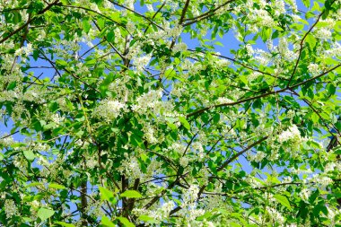 Saint Petersburg evleri avlularda kentsel kuş kiraz ağacında