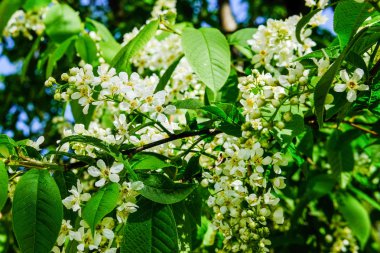 Saint Petersburg evleri avlularda sokak kuş kiraz ağacında çiçekler