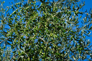 Genç bir zeytin ağacı üzerinde yeşil zeytin