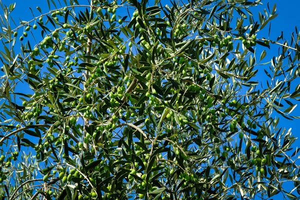 Genç bir zeytin ağacı üzerinde yeşil zeytin