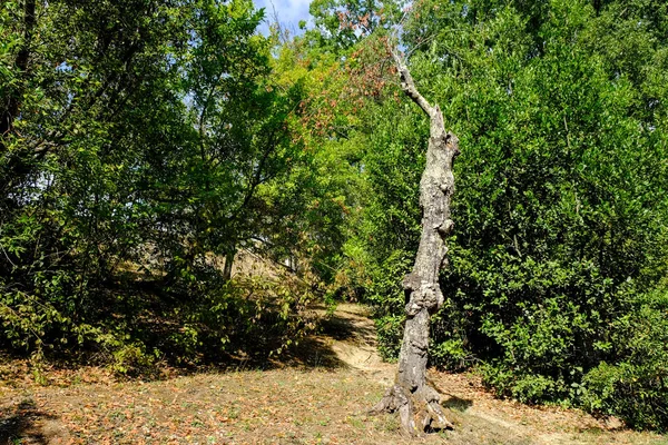 Old dried tree at the famous Parco dei Mostri, also called Sacro Bosco or Giardini di Bomarzo. Monsters park. Lazio, Italy — Stock Photo, Image