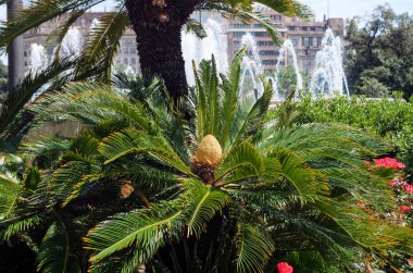 Sago palmiye ağacı, çiçekli bitki Cycas revoluta İspanya bahçe içinde kadın koni