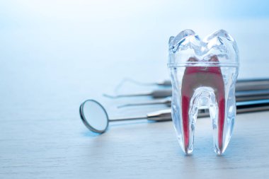 Diş hekimi şeffaf diş modeli diş sonda, ayna ve iki kaşifler ile tıp öğrencileri için. Dişlerle ilgili sağlık bilgisi ve eğitim kavramı.