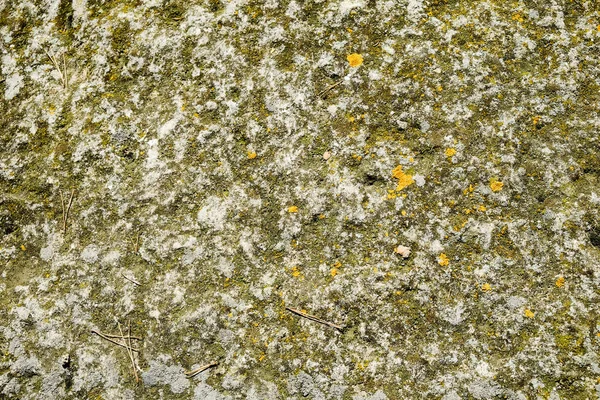 Old granite stone background with moss and pine needles, Finland