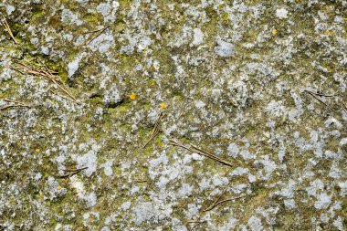 Çam iğneleri ve moss ile arka plan eski Granit taş