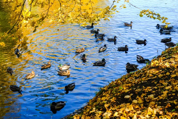 Gyönyörű Őszi Kacsa Pavlovsk Parkban Található Kék Víz Sárga Levelek — Stock Fotó