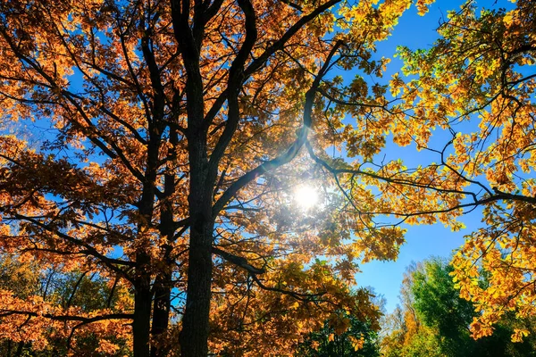 Sun is shining through the red and yellow oak leaves in a beautiful golden autumn day. — Stock Photo, Image