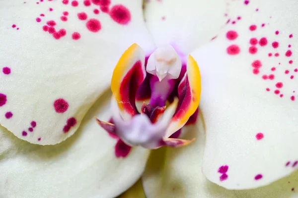 Цветок Красной Желтой Орхидеи Фаленопсис Дендробий Моли Макро Закрыть Задний — стоковое фото